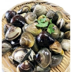 マルヨシ水産 桑名産中粒天然蛤1.5kg(約45個)m_36