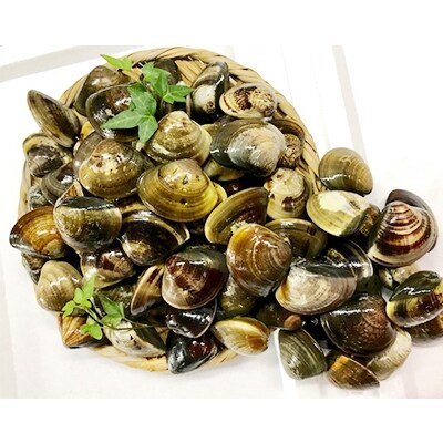 マルヨシ水産 桑名産中粒天然蛤2.8kg(約84個)c_67