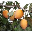 干し柿用「あたご柿」約13kg