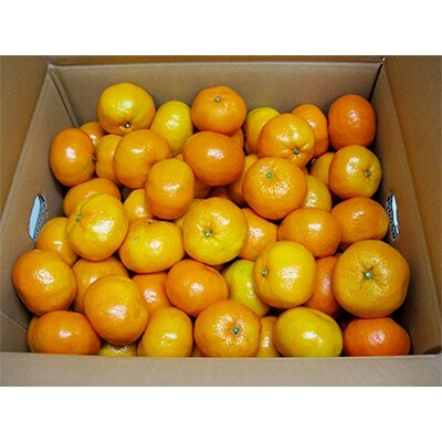 【マル曽】曽保みかん　約10kg