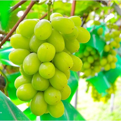数量限定!大粒で高貴な香りのシャインマスカット　600g以上×1房