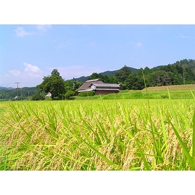 令和5年産 伊賀米コシヒカリ20kg(5kg×4袋) | 三重県伊賀市