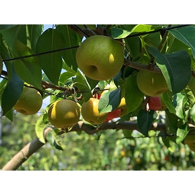 南信州産　梨「南水」約5kg　【2025年9月より順次発送】