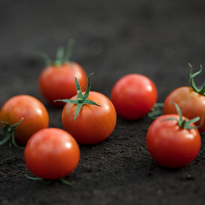 高糖度トマト『あまえっこ』使用の無添加濃厚トマトジュース2本セット