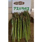 安平町出口農園 の【旨っ!】ハウスグリーンアスパラガス 800g