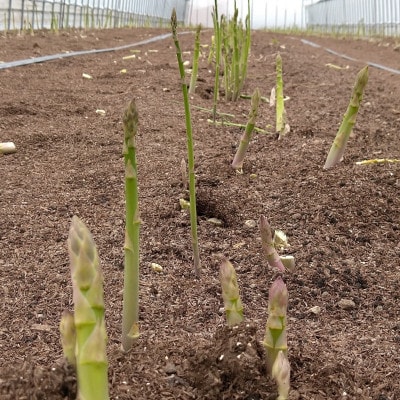 安平町出口農園 の【旨っ!】ハウスグリーンアスパラガス 800g