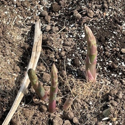 安平町出口農園 の【旨っ!】ハウスグリーンアスパラガス 800g