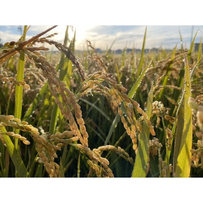 【グルテンフリー】天日干し有機米の米粉　300g×8袋