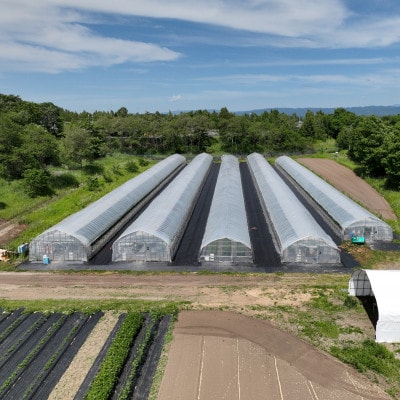 【北海道産】樹上熟3段採り 桃太郎トマト / 正品2kg箱(10～14玉入)
