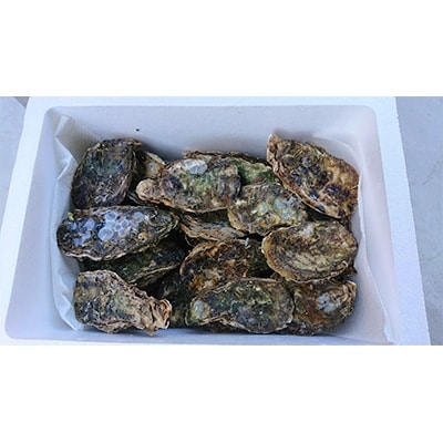 大村湾産　殻付き牡蠣Cセット　約4kg(加熱用)