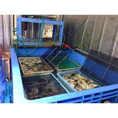 大村湾産　殻付き牡蠣Aセット　約2.5kg(加熱用)