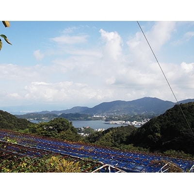 長崎県産　訳あり伊木力系温州みかん　10kg(ご自宅用)