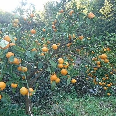 長崎県産　厳選秀品温州みかん　5kg(贈答用)