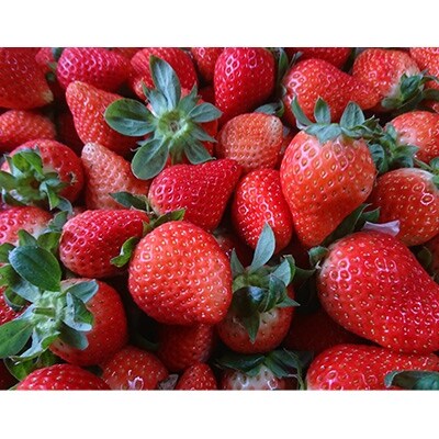 長崎県産　秀品いちご(ゆめのか)1kg