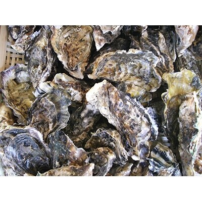 長崎県産　大村湾殻付き牡蠣セット　3kg【時津町】
