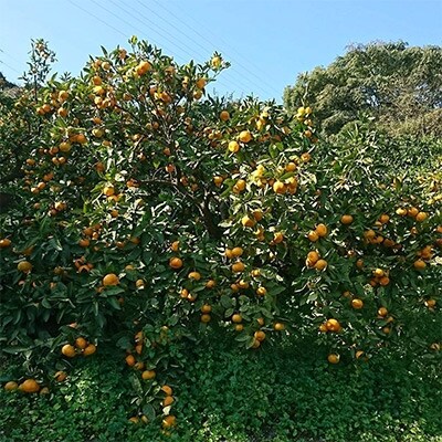 長崎県産　訳あり完熟晩生みかん10kg(ご自宅用)【時津町】