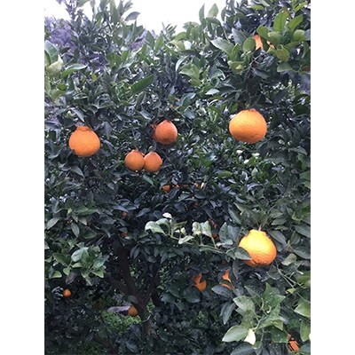 長崎県産【訳あり】露地物　不知火5kg