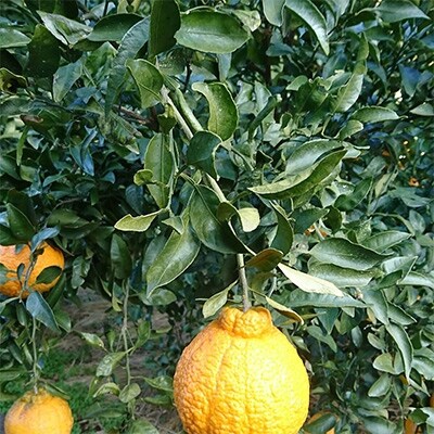 長崎県産【訳あり】露地物　不知火5kg
