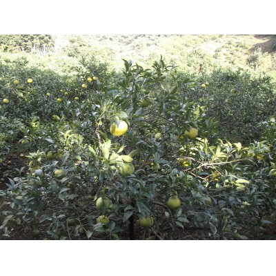 時津産　訳あり極早生温州みかん10kg