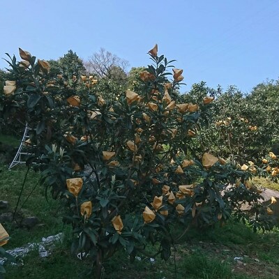 長崎特産びわ「なつたより」特選2L玉12玉入り(時津町)