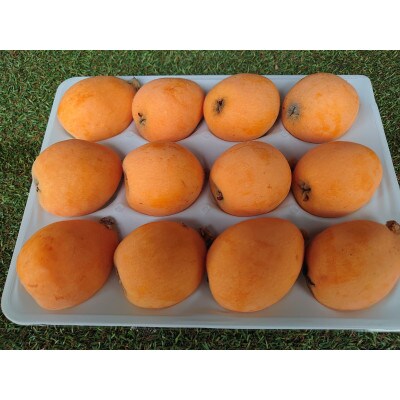 長崎特産びわ「なつたより」厳選3L玉12玉入り(時津町)