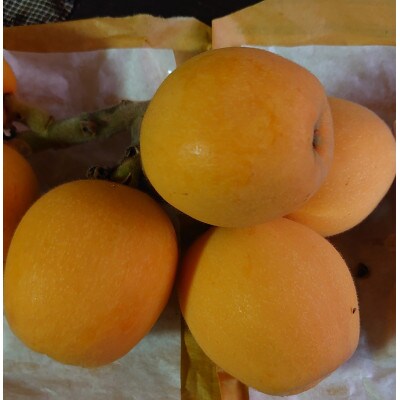 長崎特産びわ「なつたより」厳選3L玉12玉入り(時津町)