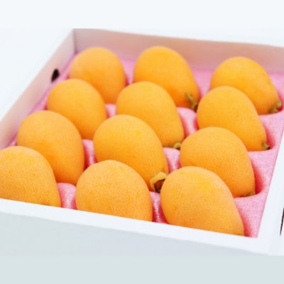 【2025年発送】長崎ハウスビワ 約500g 化粧箱入り ギフトとしておすすめ