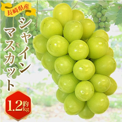 長崎県産 シャインマスカット 約1.2kg