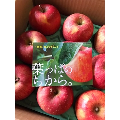 山田果樹園　葉取らずサンふじ　5kg