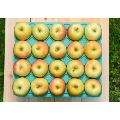 【10月～11月発送予定】平均糖度12度以上! トキ 約5kg おもてなし用