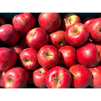 【25年11月出荷予定】 紅玉 約10kg おもてなし用