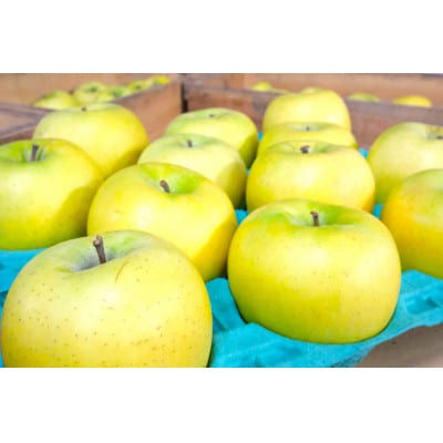 【26年2月出荷予定】平均糖度13度以上! シナノゴールド 約10kg 訳あり