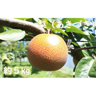 梨(あきづき)約5kg　2026年8月下旬より順次発送　千葉県産　長生　一宮