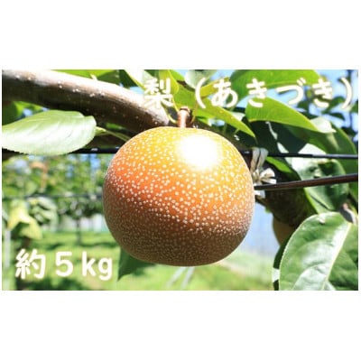 梨(あきづき)約5kg　2027年8月下旬より順次発送　千葉県産　長生　一宮