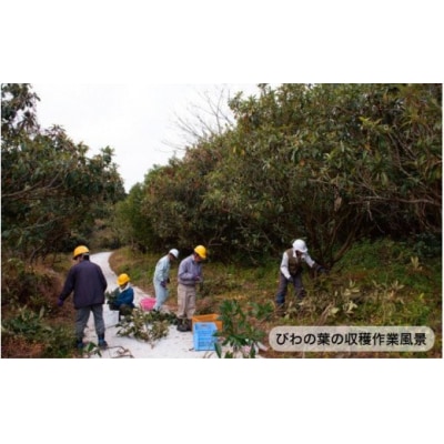 1000年ゆめ農場「びわの葉茶」_1925R