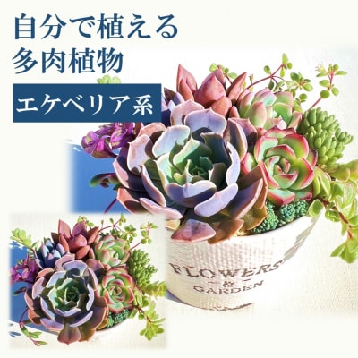 自分で植える多肉植物/エケベリア系苗※ピンセット付きBセット_1884R