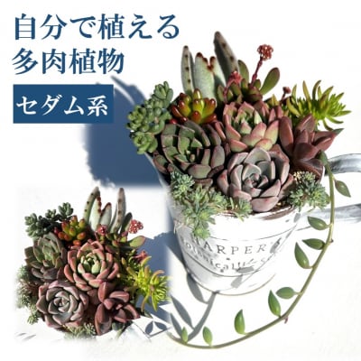 自分で植える多肉植物/セダム系苗※ピンセット付きAセット_1883R
