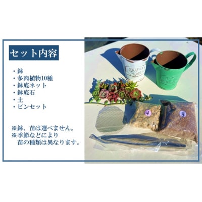 自分で植える多肉植物/セダム系苗※ピンセット付きAセット_1883R