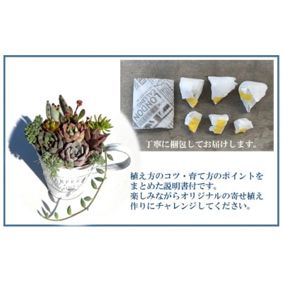 自分で植える多肉植物/セダム系苗※ピンセット付きAセット_1883R