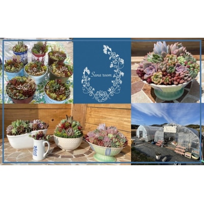 自分で植える多肉植物/セダム系苗※ピンセット付きAセット_1883R
