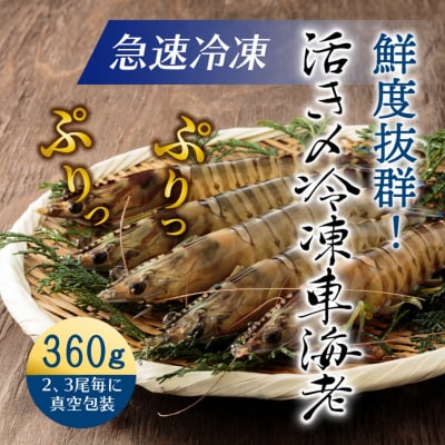 鮮度抜群!活き〆冷凍車海老(360g)_29100A