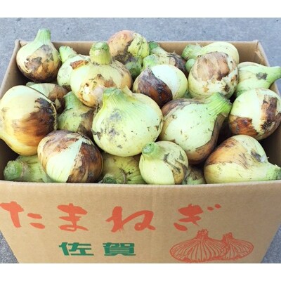 佐賀県産 早生玉ねぎ 10kg(早生)