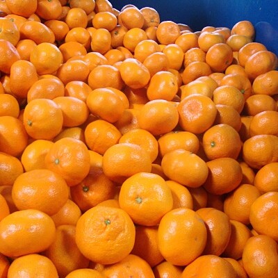 【数量限定】こだわりの完熟有田みかん5kg【特選2Lサイズ】 2018年度 やましん農園