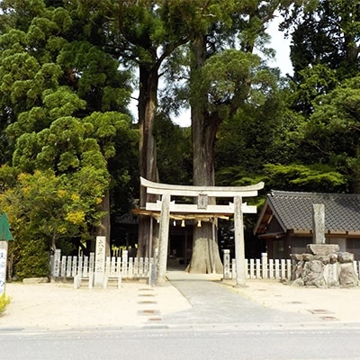 【令和元年産】特別栽培米「こしひかり」:農薬不使用「夫婦杉の里米」玄米10kg