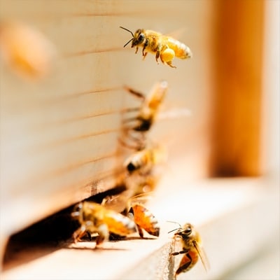 【HONEY.K】《土からつくる京都生蜂蜜》京百花 250g×2本