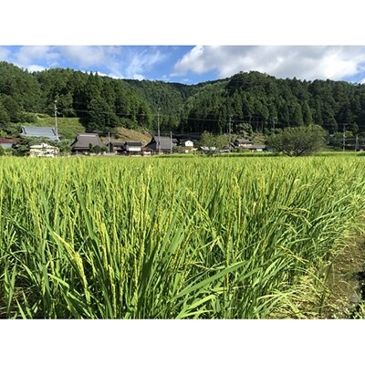 【京都ファーム】京北産こしひかりパックライス48個(24個入x2箱)