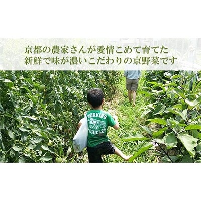 【アスカ有機農園】旬のこだわり京野菜セットS|京都 野菜 食べ比べ 人気 おすすめ 料理 新鮮