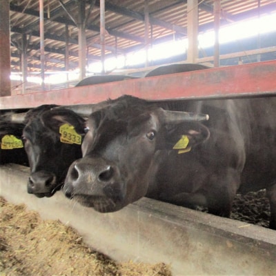 【京都食肉市場】ホルモン1.5倍増量!京都食肉市場直送 牛ホルモンカレー