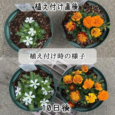 【ヨードクリーン】培養土(花の土)18L×3袋(計54L)