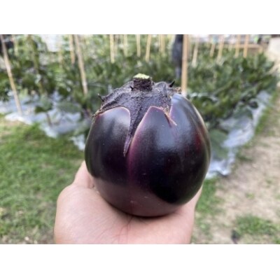 【虹色Farm】【先行受付・2023年7～8月発送】ナス好きセット《京野菜/賀茂茄子入り》約5種類